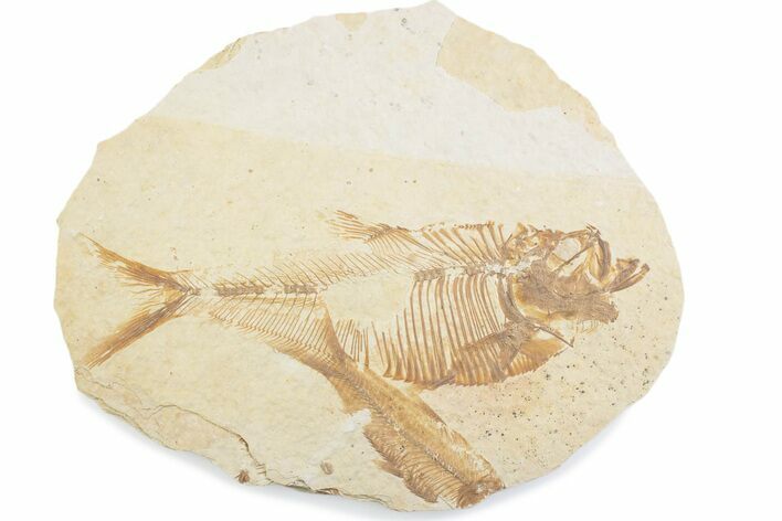 Fossil Fish (Diplomystus) Mortality Plate - Wyoming #375414